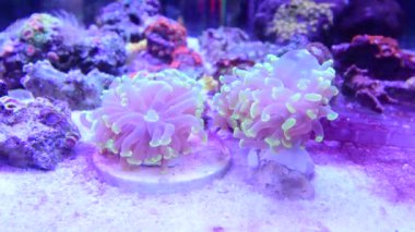 Hammer coral waving in marine aquarium.
