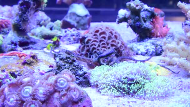 Brittle Sea Star Moving Bottom Marine Aquarium Corals — Stockvideo
