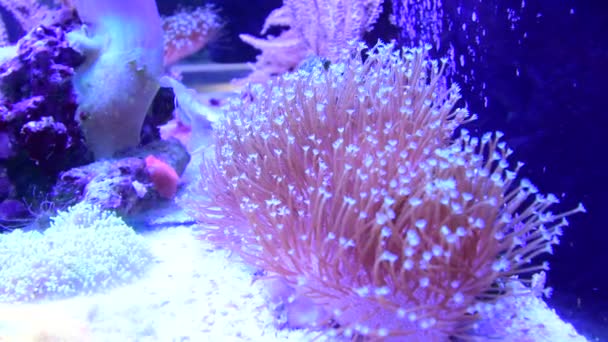 Θαλασσινό Ενυδρείο Κοραλλιογενείς Υφάλους Και Ψάρια Πυρσός Euphyllia — Αρχείο Βίντεο