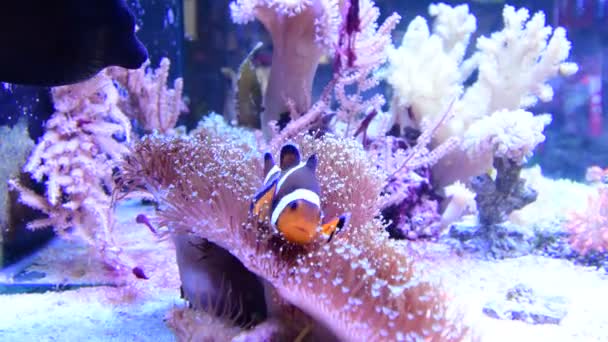 Amphiprion Ocellaris Clownfish Swimming Marine Aquarium Clown Fish Hiding Colorful — Stockvideo