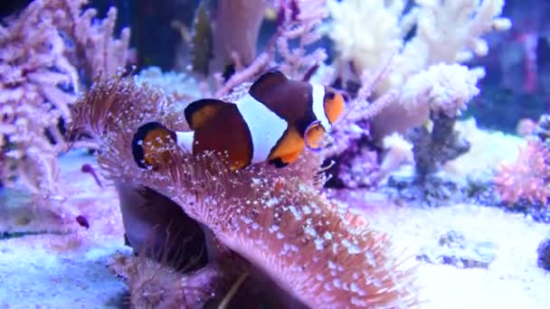 Amphiprion Ocellaris Clownfish Swimming Marine Aquarium Clown Fish Hiding Colorful — Vídeos de Stock