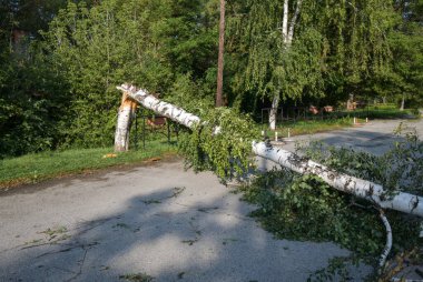 Broken and fallen trees after strong winds and rain hit the area.