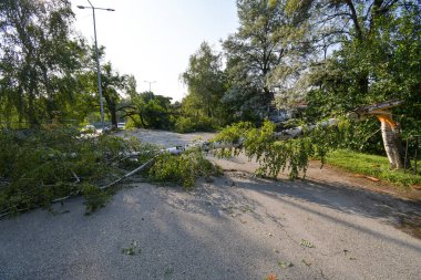 Broken and fallen trees after strong winds and rain hit the area.
