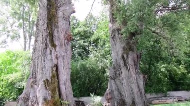 The view of two huge trees over hundreds of years old. From the stem to the crown.