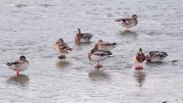 Group Ducks Stand Some Dive Water River — Stockvideo