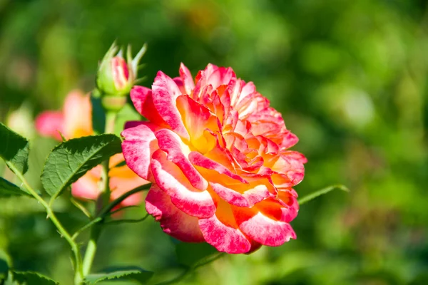 Single Red Rose — Stock Photo, Image