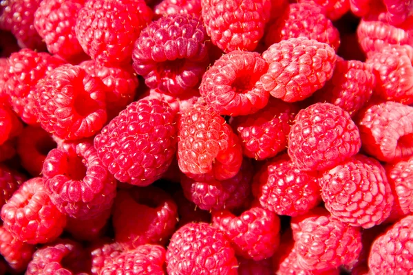 Rood frambozenfruit — Stockfoto
