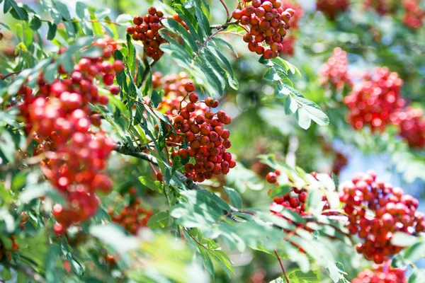Rowanberry