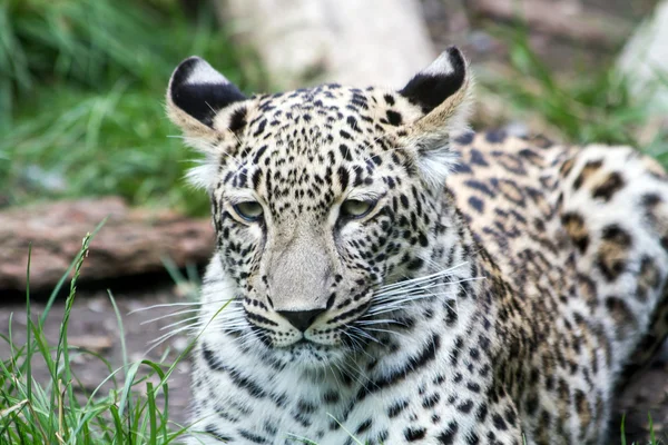 leopar