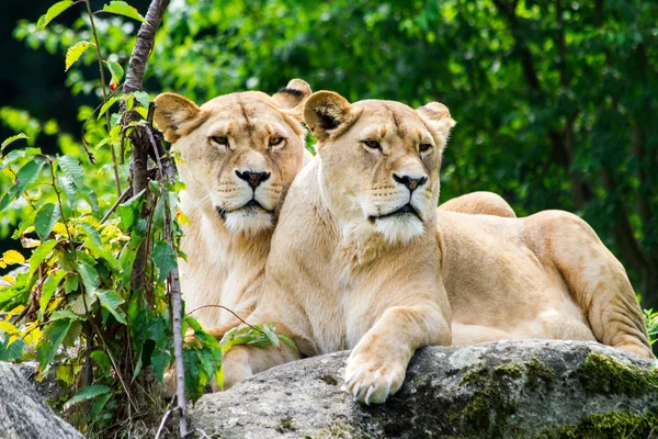 Lions — Stock Photo, Image