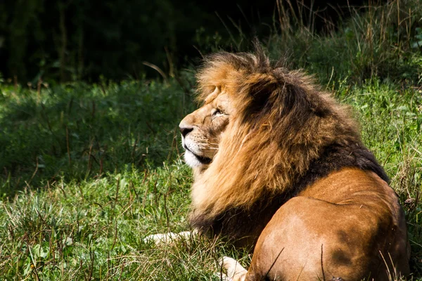 Lion — Stock Photo, Image