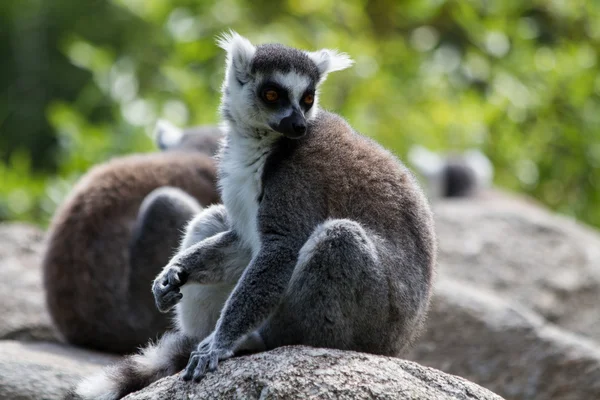 Lemur