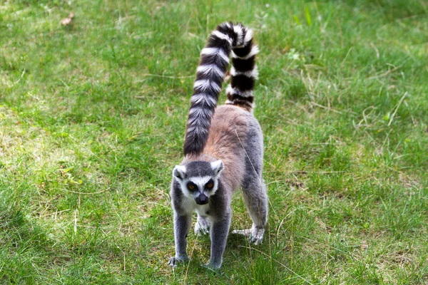 Lemur
