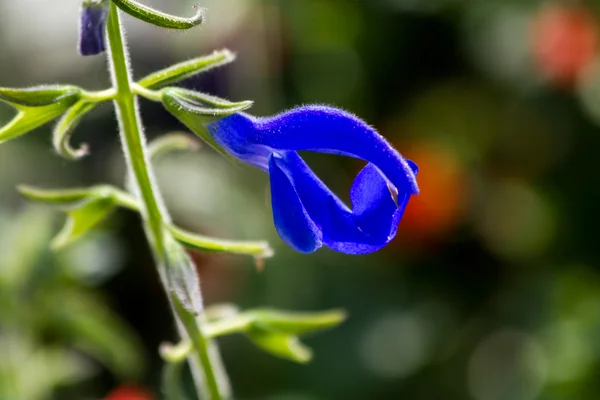 Bahçedeki çiçekler