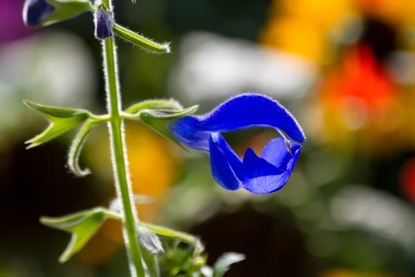 Bahçedeki çiçekler