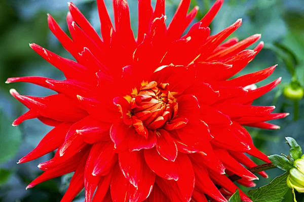 Dahlia. — Foto de Stock