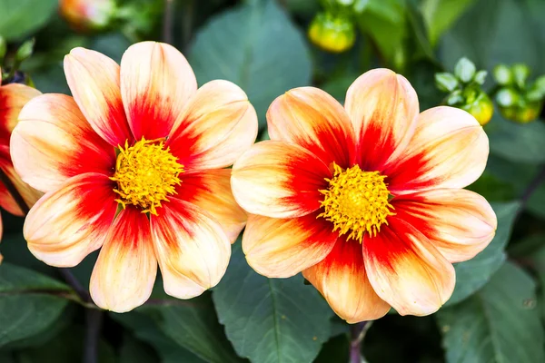 Dahlia. — Foto de Stock