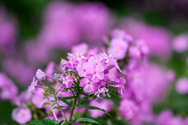 Flores de Phlox — Foto de Stock