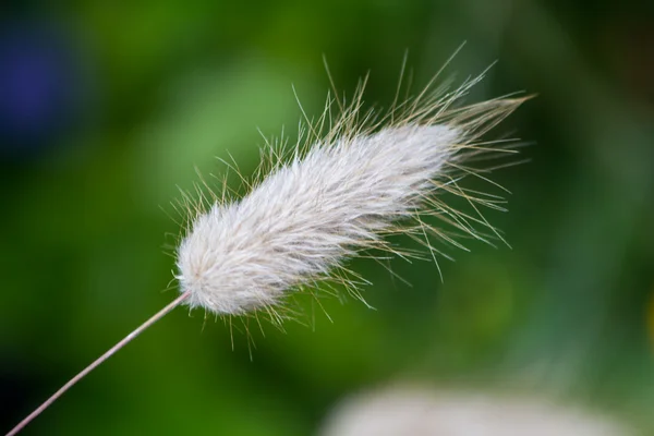güzel arka planmooie achtergrond