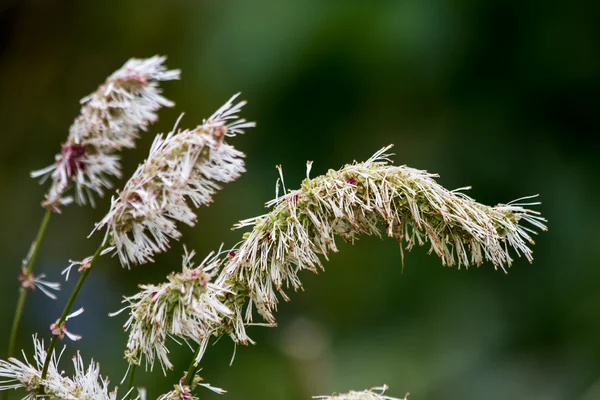 güzel arka planmooie achtergrond
