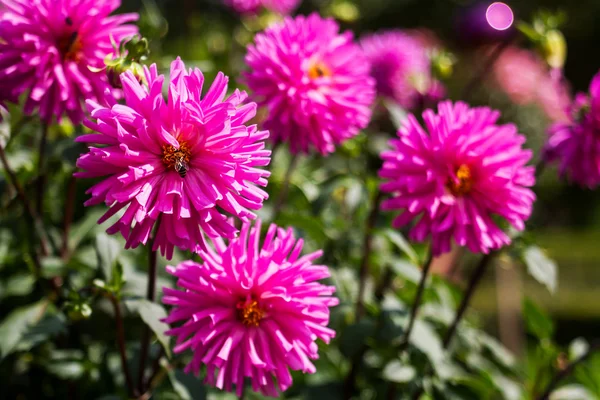 Bumble bee on dahlia — Stock Photo, Image