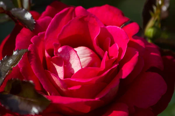 Rose — Stock Photo, Image