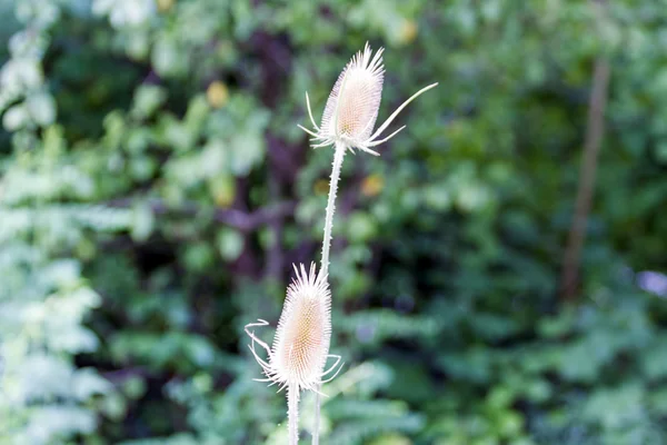 güzel arka planmooie achtergrond