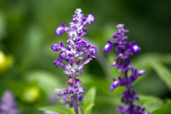 Flowers — Stock Photo, Image