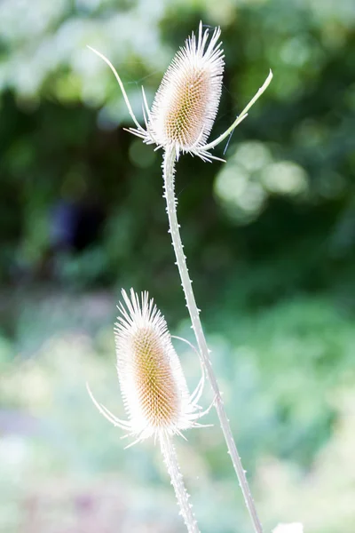güzel arka planmooie achtergrond