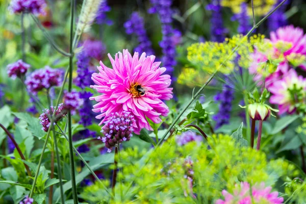dahlia üzerinde Bumble bee