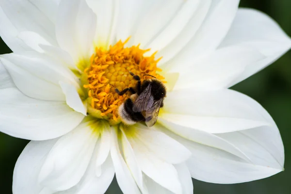 Bumble bee on dahlia — Stock Photo, Image