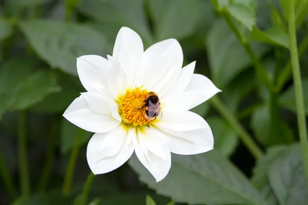dahlia üzerinde Bumble bee
