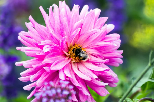 dahlia üzerinde Bumble bee