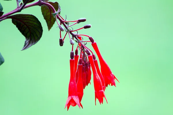 Fuchsia — Stock Photo, Image