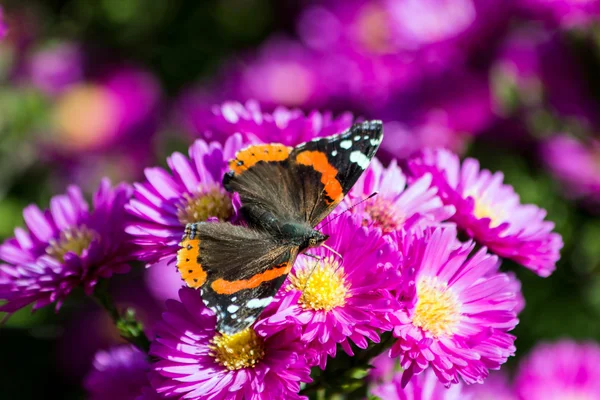 Butterfly — Stock Photo, Image