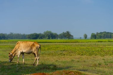 Sabah Faridpur, Bangladeş 'te bir tarlada ot yiyen bir inek..