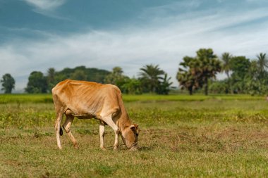 Sabah Faridpur, Bangladeş 'te bir tarlada ot yiyen bir inek..