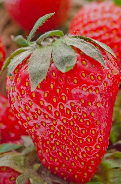 Fresh strawberries — Stock Photo, Image