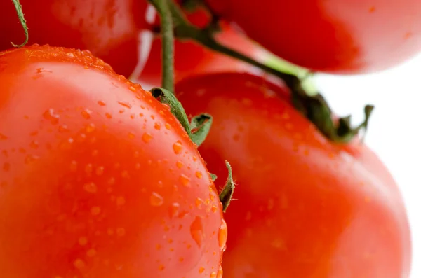 Foto mycket färska tomater presenteras på vit bakgrund — Stockfoto