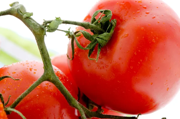 Mycket färska tomater — Stockfoto