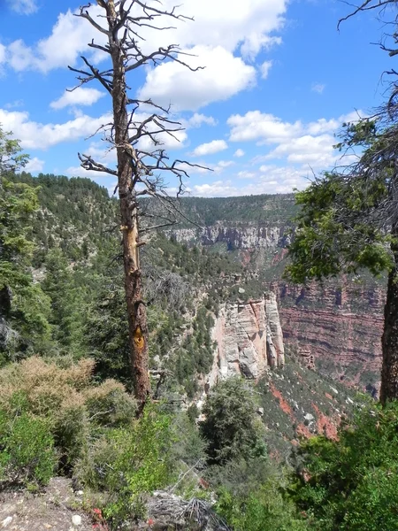 azına kadar köklü