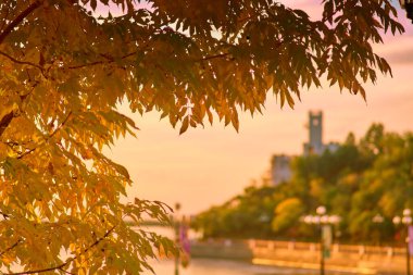 Amur uçurumunun üzerinde akşam güneşli bir gün batımı. Amur Nehri. Khabarovsk, Uzak Doğu, Rusya