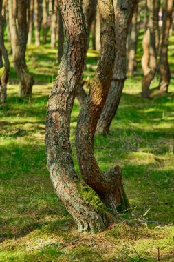 Kaliningrad bölgesinin Curonian Spit 'inde dans eden orman