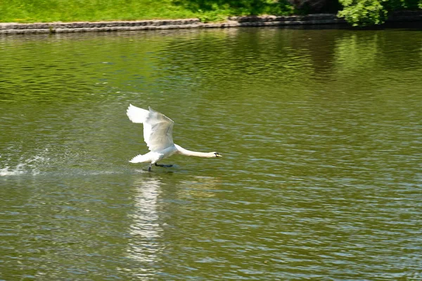 Ein Weißer Schwan Hebt Sommernachmittag Teich Von Kaliningrad — Stockfoto