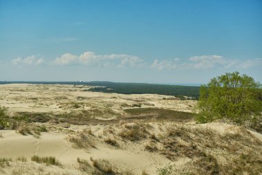 Kum tepeleri Rus Curonian Spit bölüm. Kaliningrad bölgesi, Rusya Federasyonu