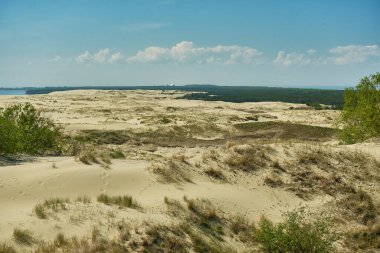 Kum tepeleri Rus Curonian Spit bölüm. Kaliningrad bölgesi, Rusya Federasyonu