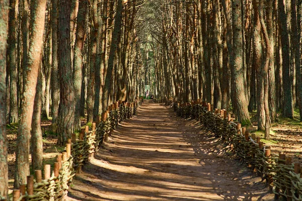 Dansbos Aan Kroatische Spit Van Regio Kaliningrad — Stockfoto