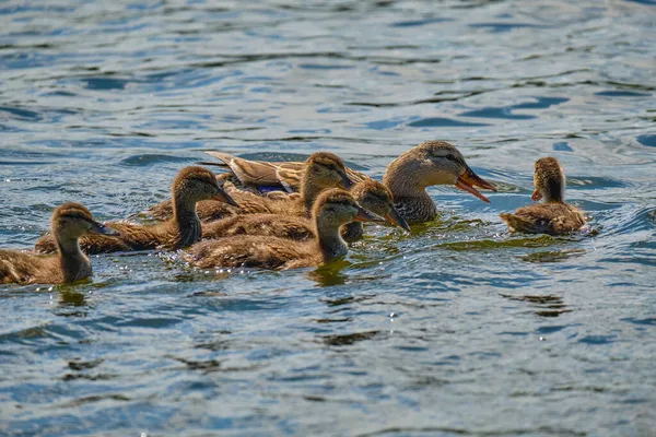 Ducks Pond Kaliningrad Summer — Stock Photo, Image