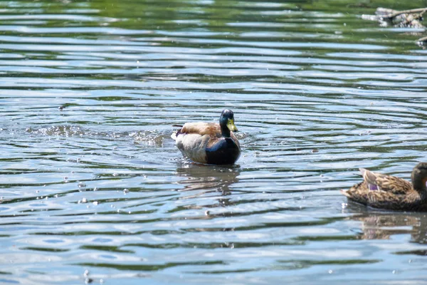 Patos Estanque Kaliningrado Verano — Foto de Stock