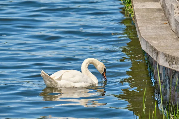 Der Weiße Schwan Teich Von Kaliningrad Sommer Tagsüber — Stockfoto